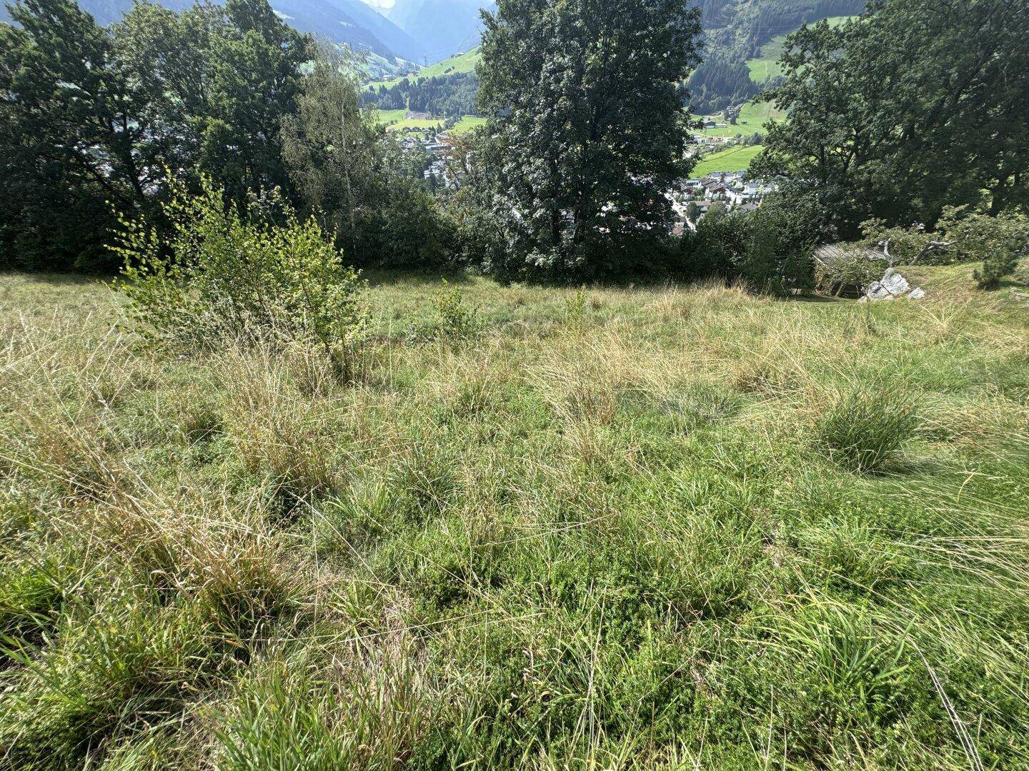 Eine weitläufige Wiese mit hohem Gras und Blick auf ein grünes Tal, umgeben von Bäumen und Bergen.