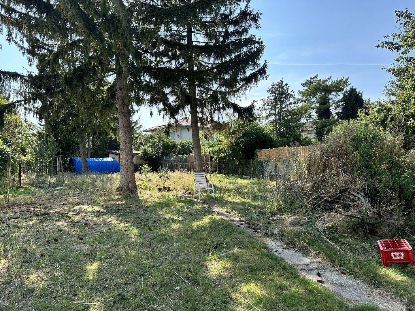 Teilweise gerodetes Grundstück mit hohen Nadelbäumen und einem einzelnen Stuhl im Freien.