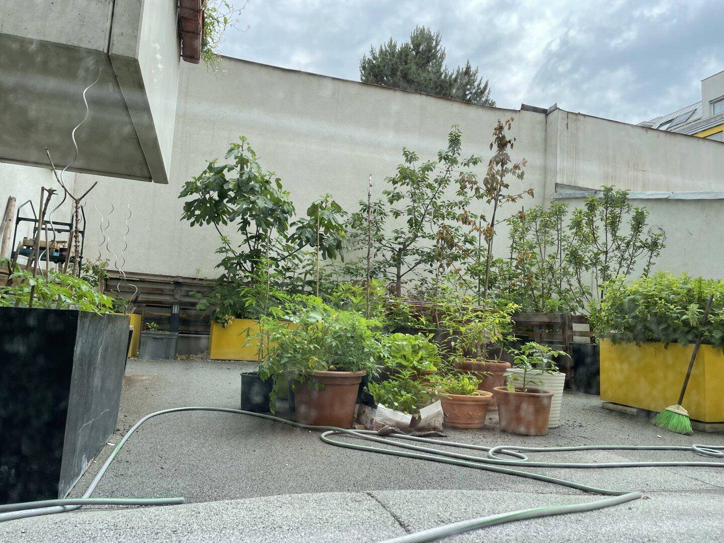 Gemeinschaftsgartenbereich mit vielen Topfpflanzen und Bäumen.