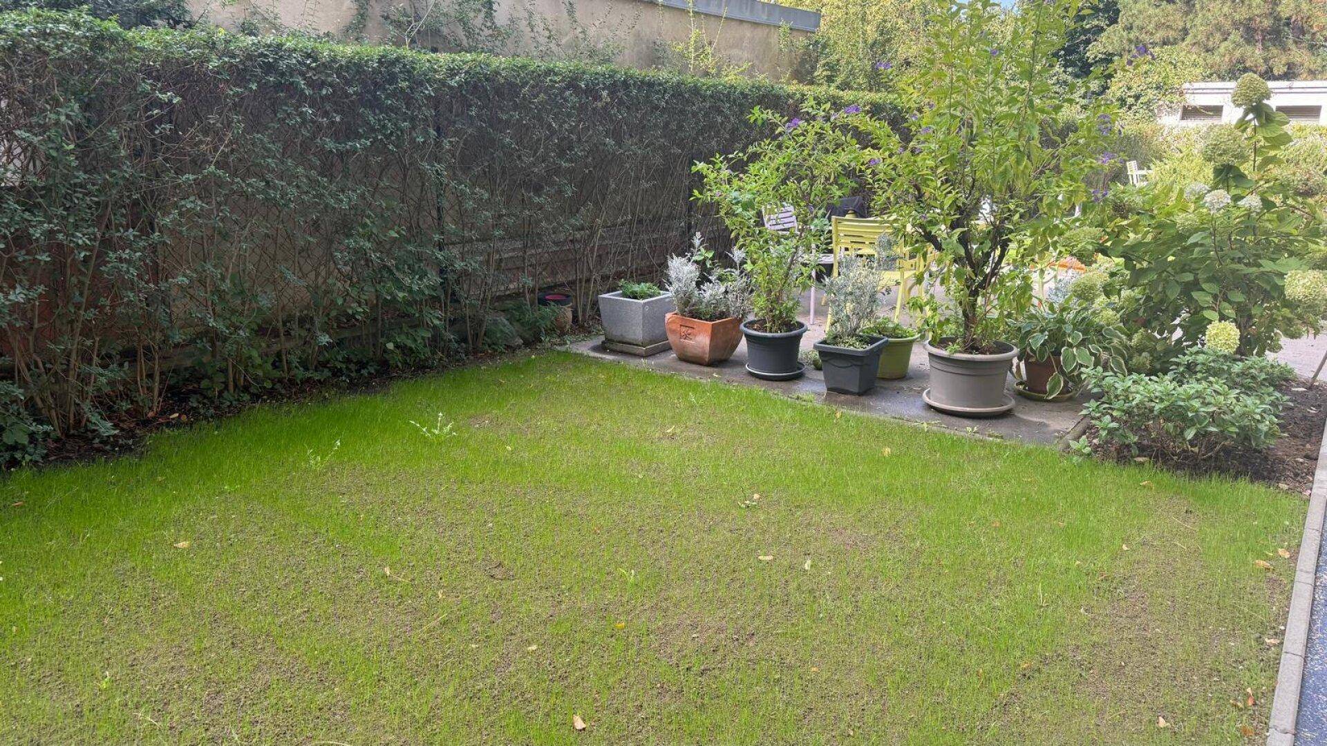 Kleiner Gartenbereich mit gepflegtem Rasen, Topfpflanzen und einer hohen Hecke.