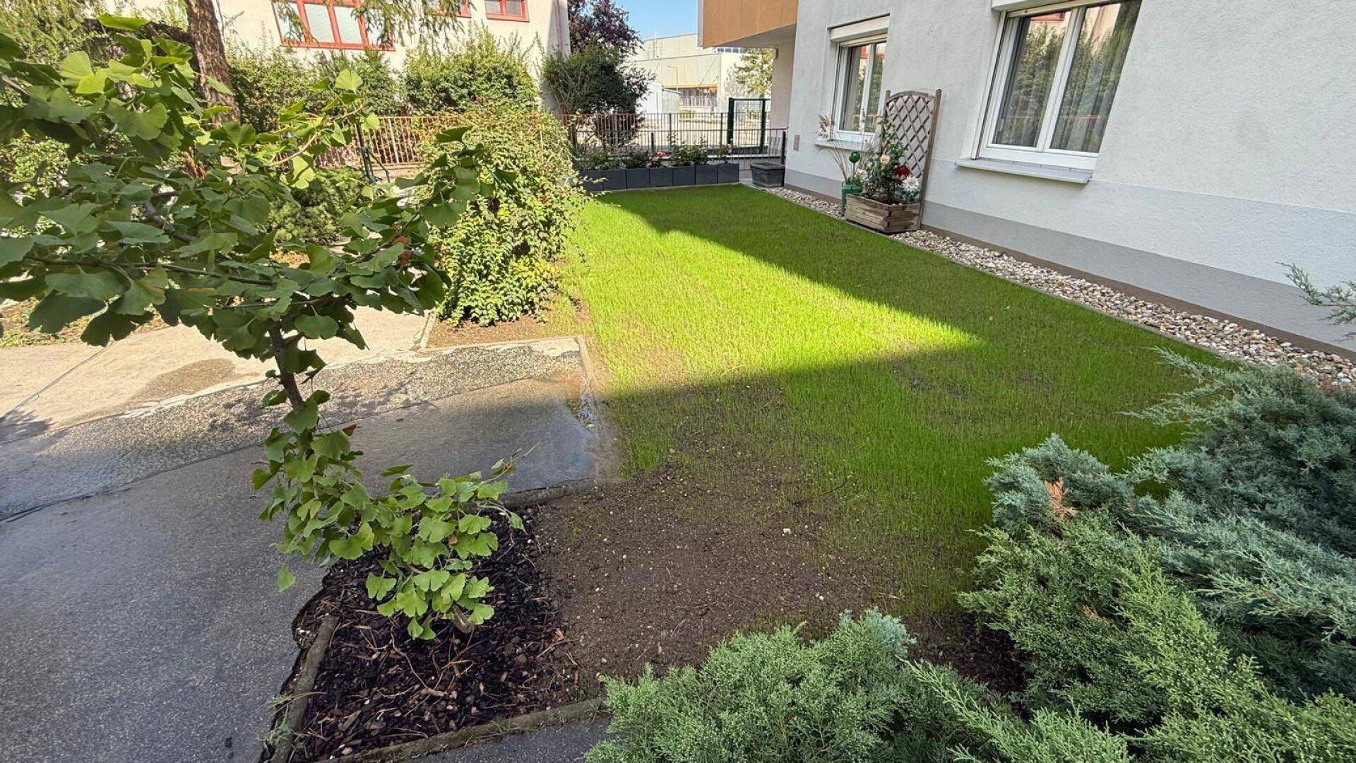 Vorgarten mit frisch gesätem Rasen, kleinen Bäumen und Sträuchern.