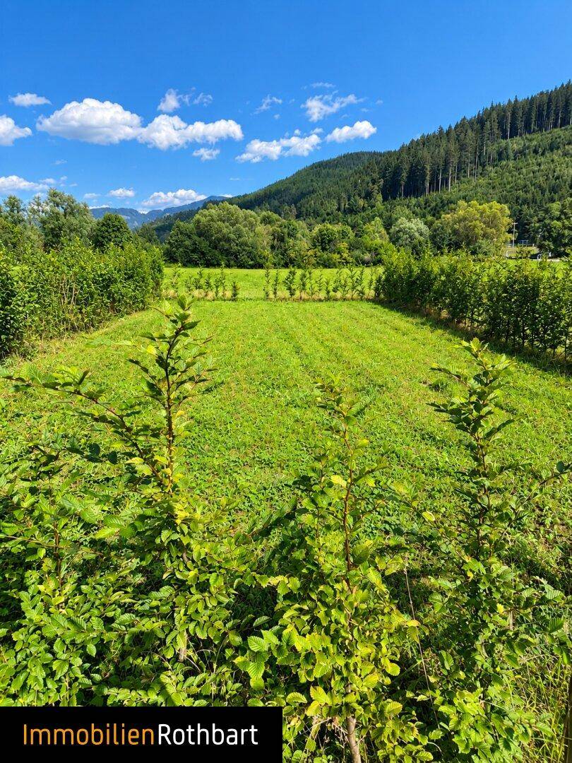 Grüne Rasenfläche mit jungen Bäumen und Hecken, umgeben von einer malerischen Bergkulisse.
