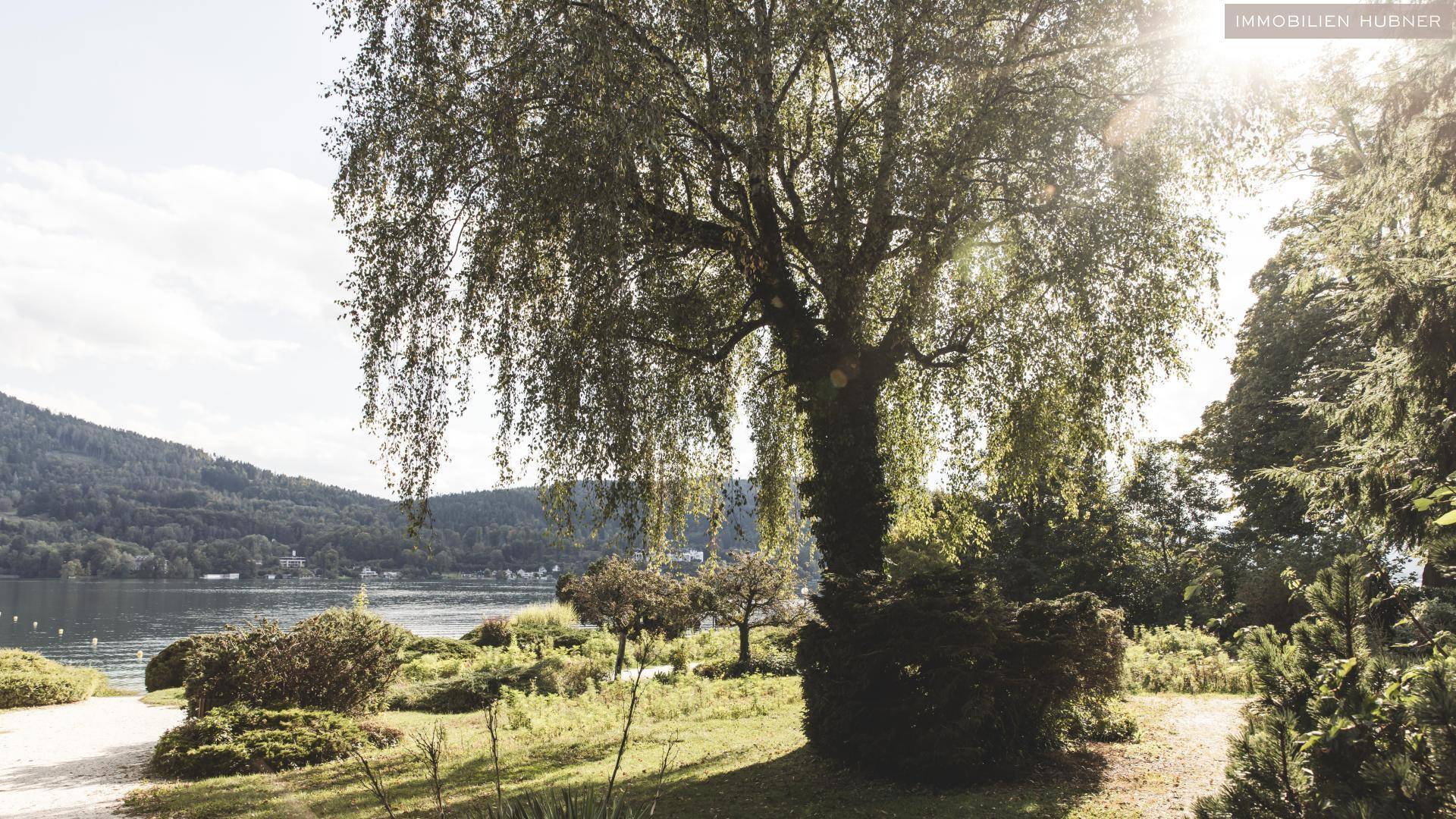 Idyllische Parklandschaft mit altem Baum und Blick auf den glitzernden See im Sonnenlicht.