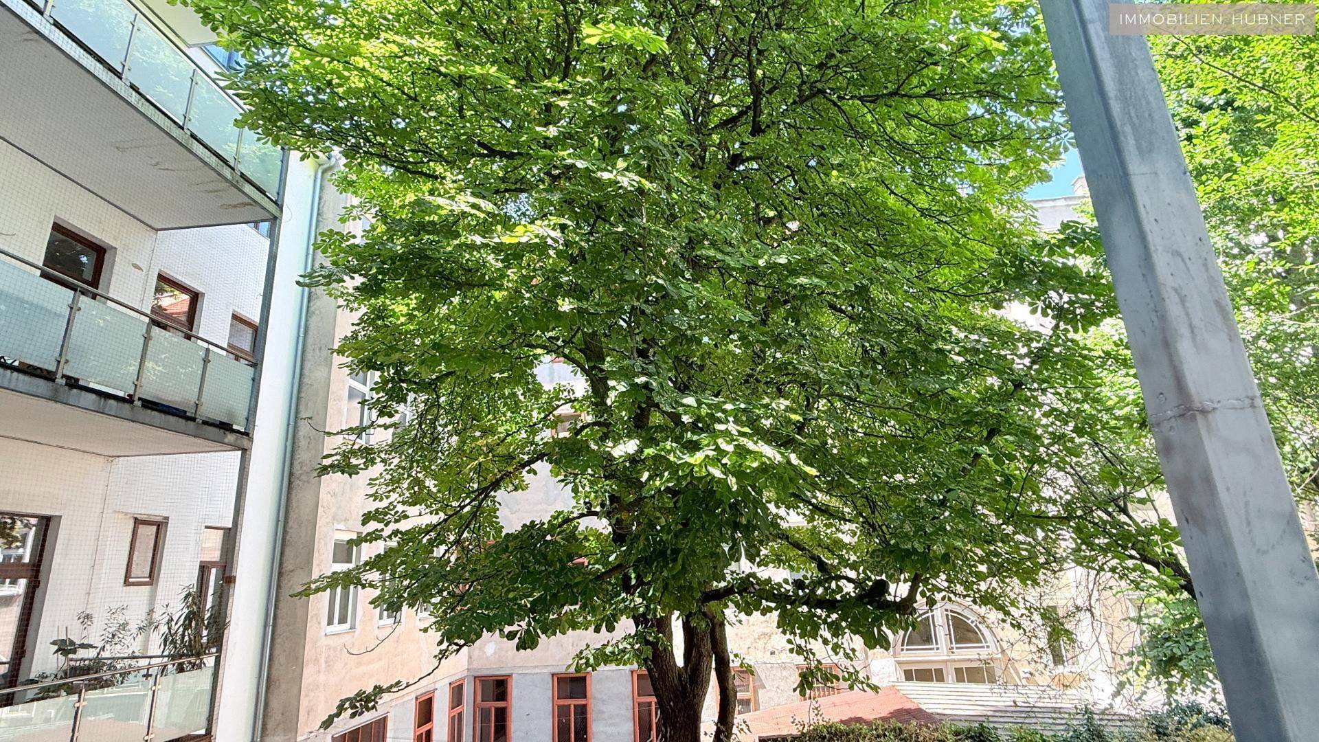 Großer, alter Baum mit dichtem Laub vor der Fassade eines Wohngebäudes im Sonnenlicht.