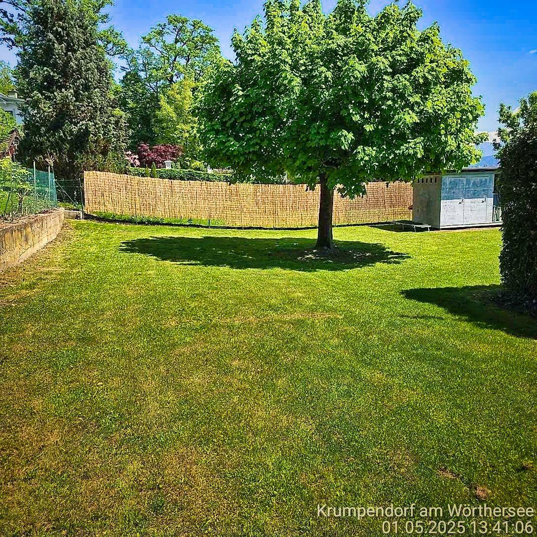 Weitläufiger Rasengarten mit einem großen Baum und einem kleinen Geräteschuppen im Hintergrund.