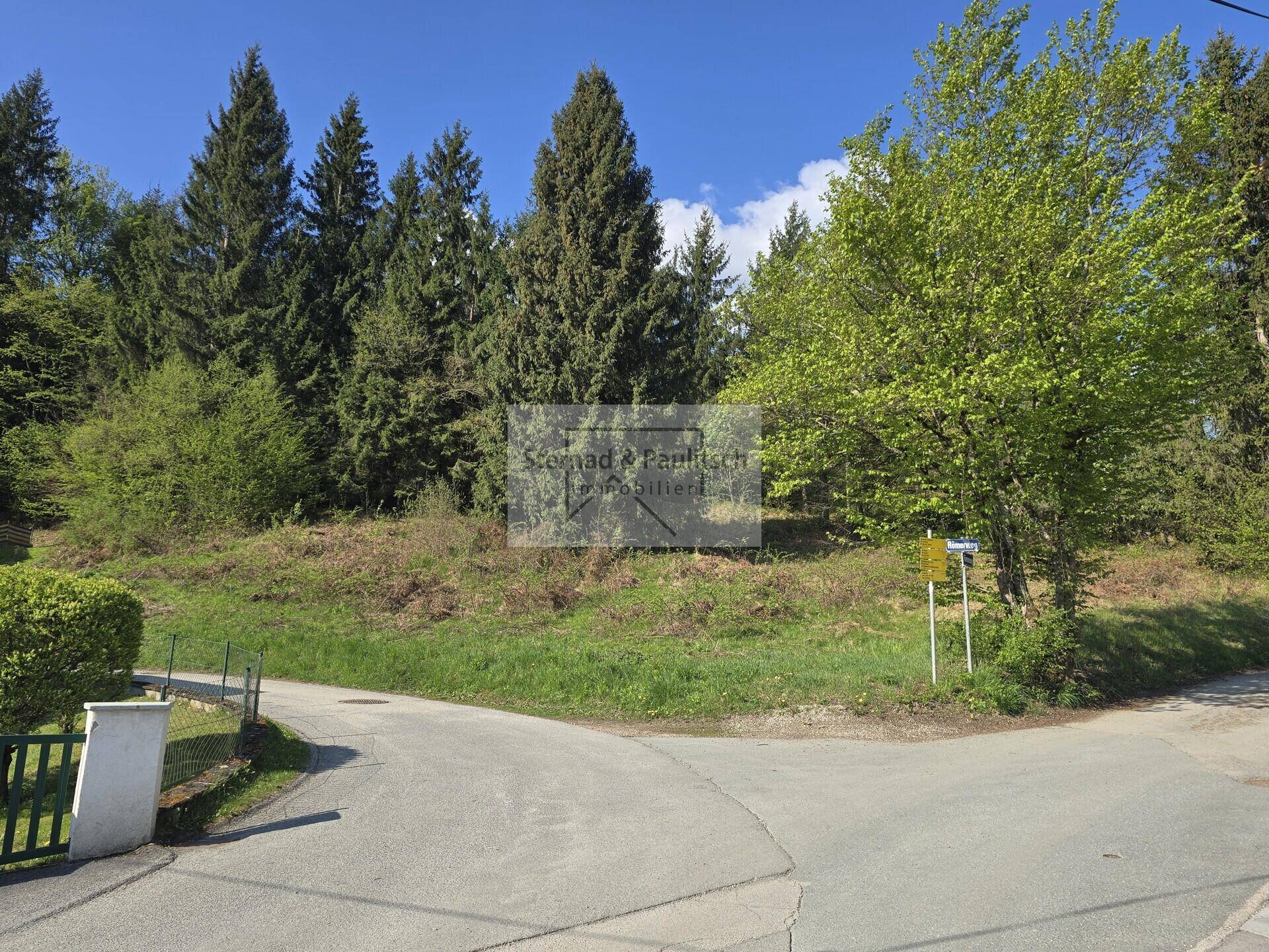 Grüne Hanglage mit dichtem Baumbestand im Hintergrund und einer kleinen Zufahrtsstraße.