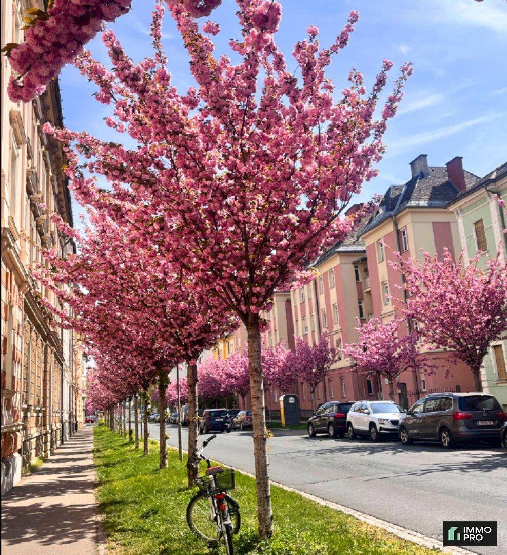 Eine malerische Straße gesäumt von blühenden rosa Kirschbäumen, mit Gebäuden und geparkten Autos im Hintergrund.