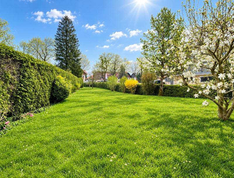 Großer, gepflegter Garten mit weitläufiger Rasenfläche, hohen Hecken und blühenden Bäumen unter blauem Himmel.