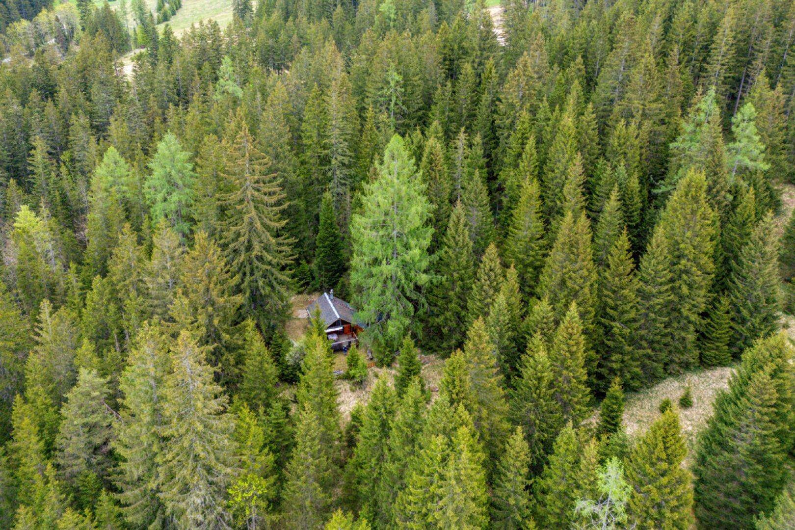 Luftaufnahme einer kleinen Holzhütte, idyllisch eingebettet in einen dichten Nadelwald.