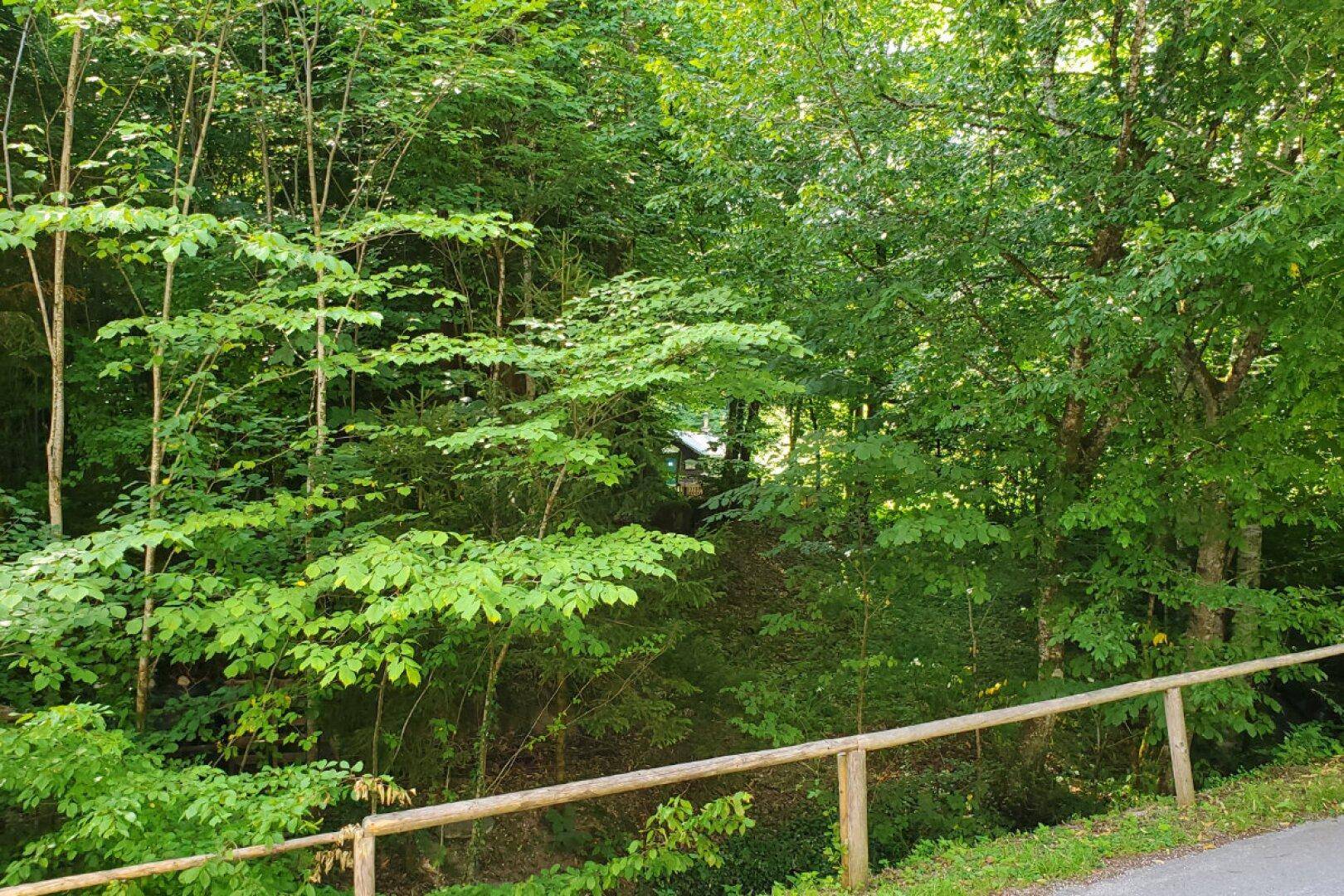 Dichter Wald mit üppigem Grün und einem Holzzaun, der die natürliche Umgebung abgrenzt.