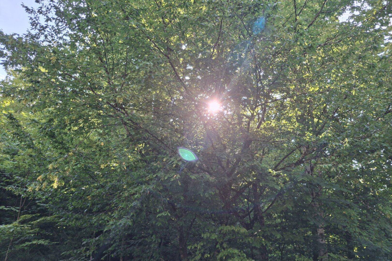 Sonnenlicht bricht durch das dichte Blätterdach eines Baumes und erzeugt helle Lichtreflexe.