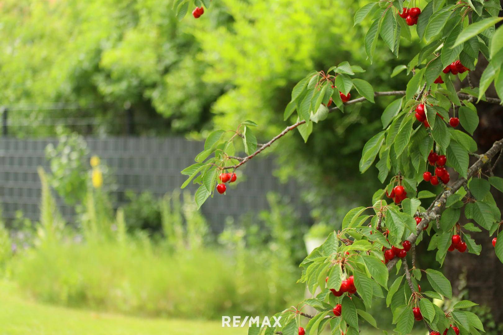 Gartenimpression 1