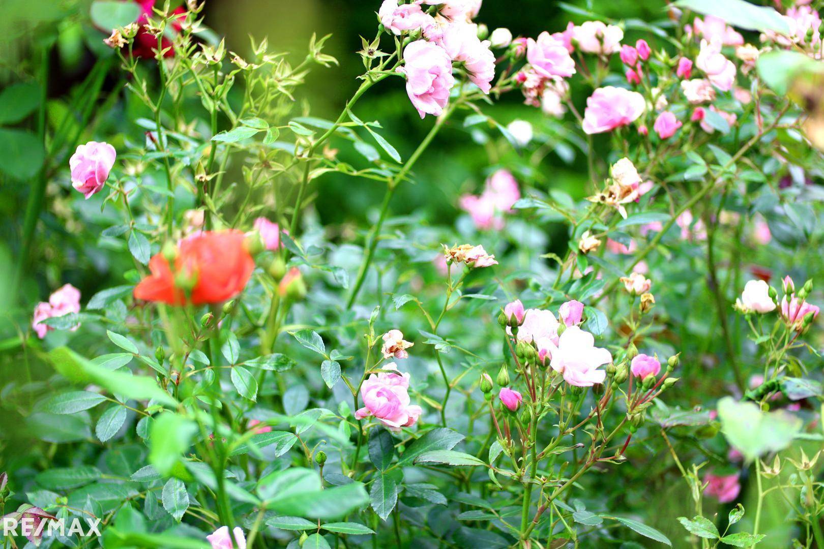 Rosengarten