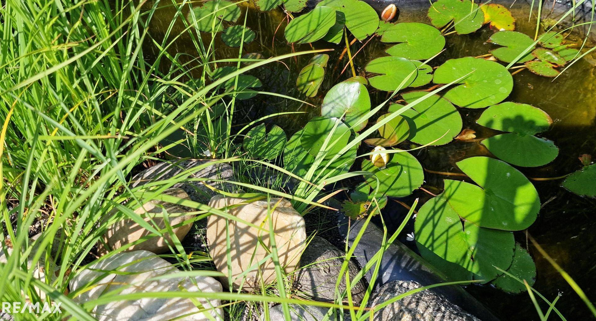 Seerosen im Teich