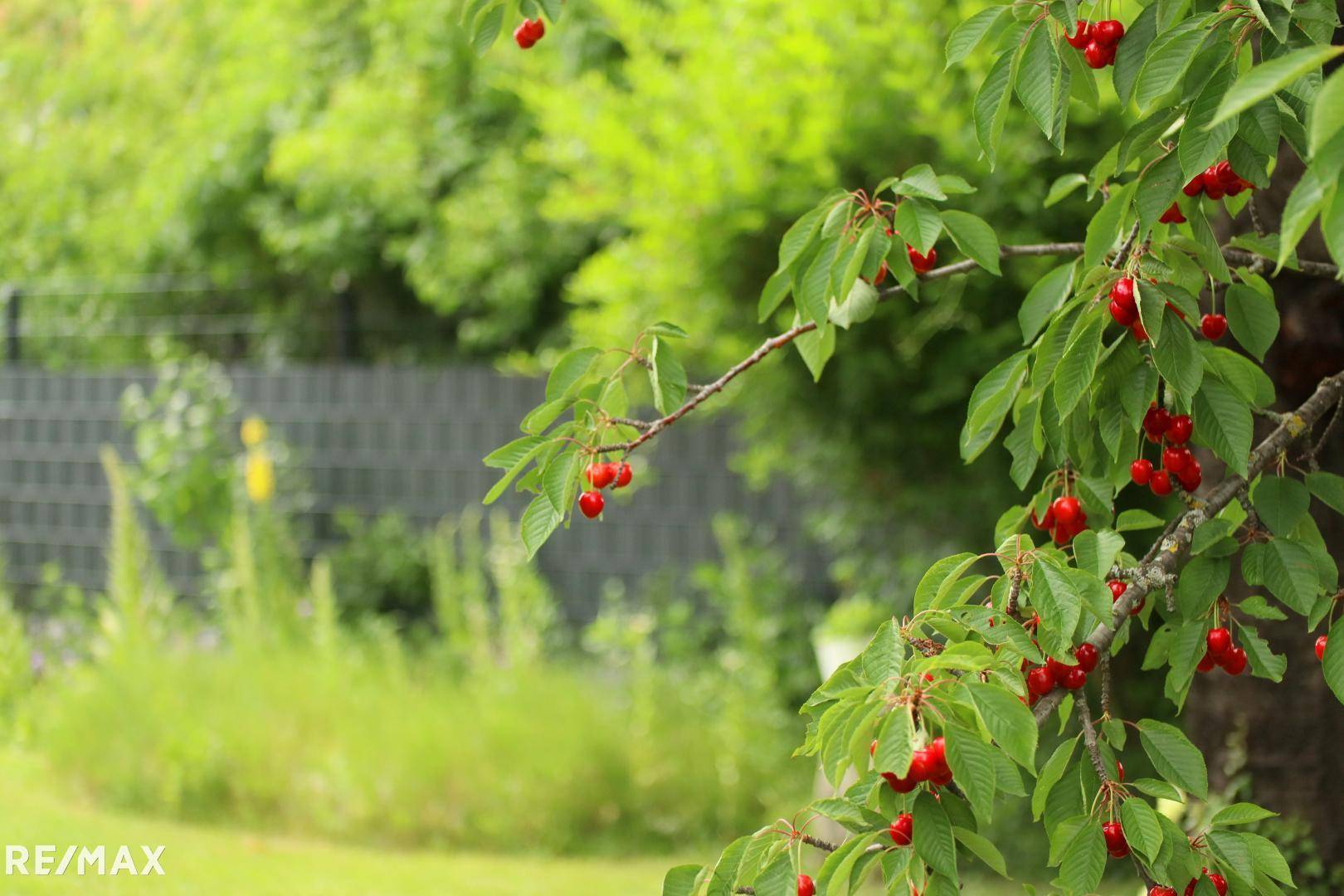 Gartenimpression 1