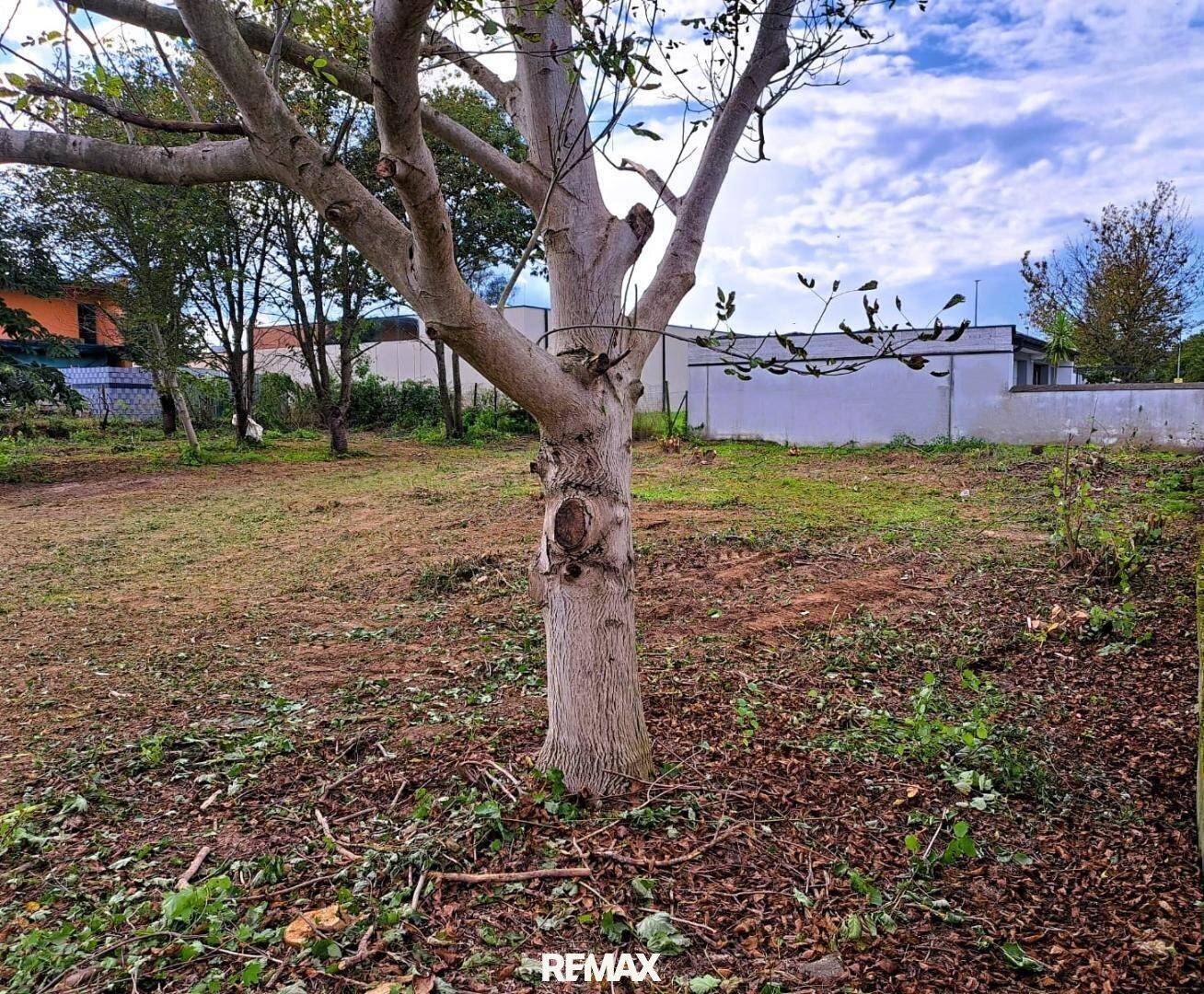 Unbebautes Grundstück mit einem Baum und Grasfläche unter einem bewölkten Himmel.