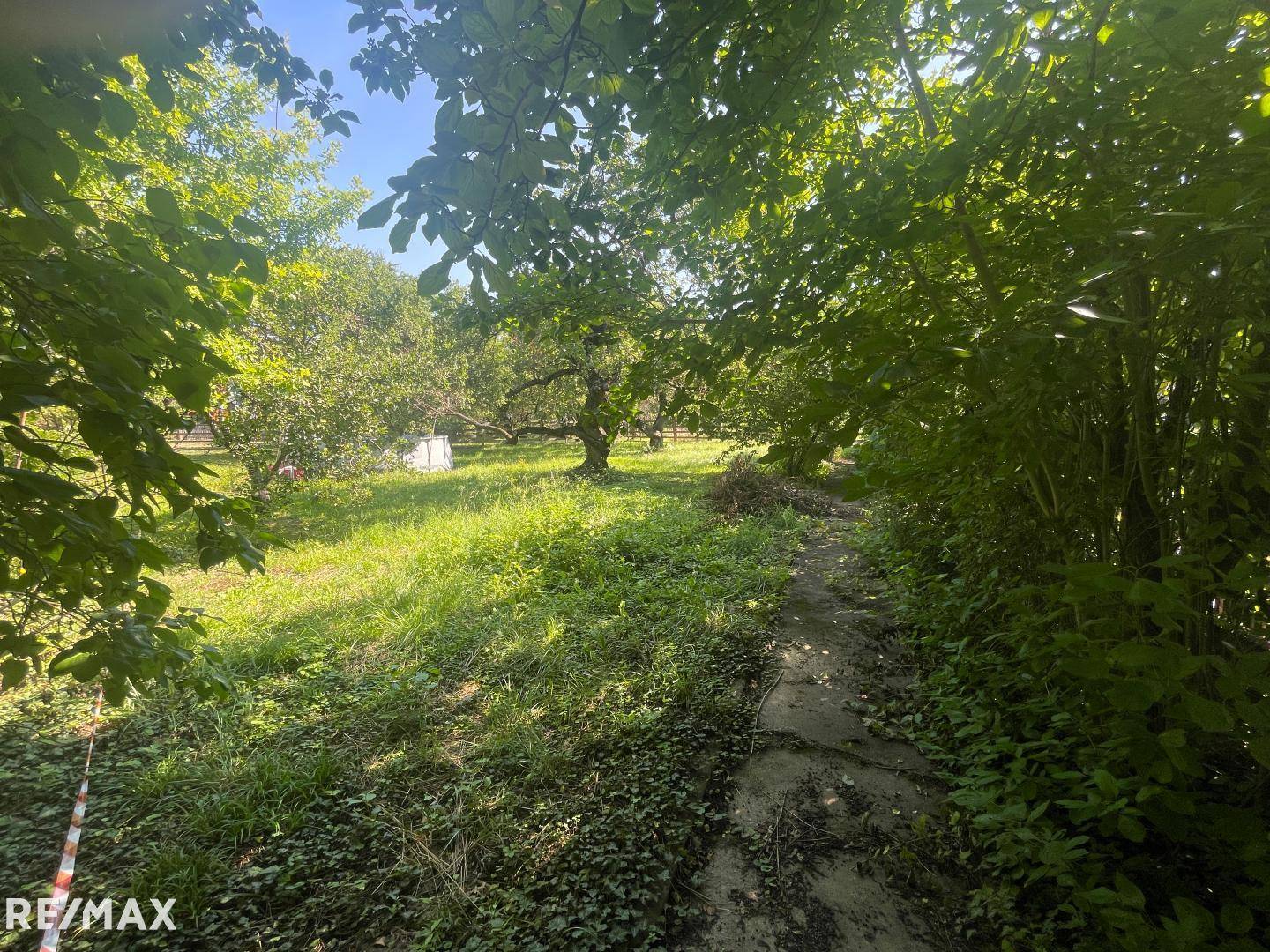 Naturbelassener Gartenbereich mit hohen Bäumen, üppigem Grün und einem kleinen Pfad.