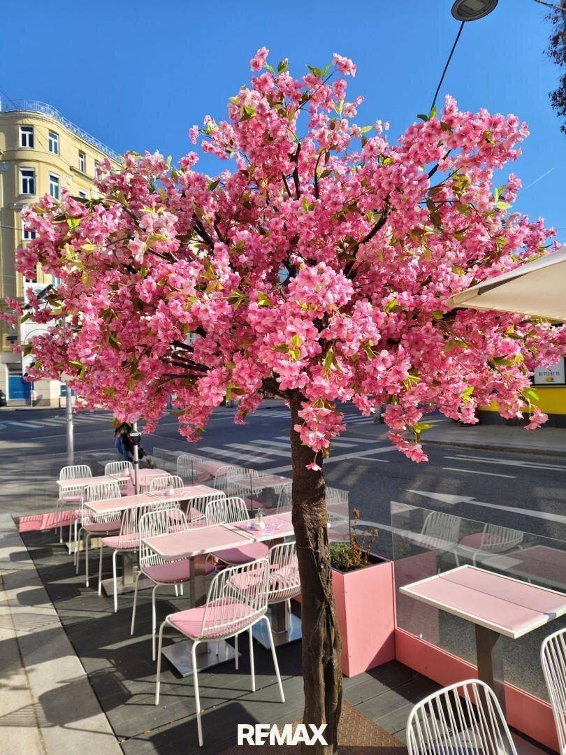 Helle Außenterrasse eines Cafés mit einem auffälligen rosa Kirschblütenbaum und passenden Möbeln.