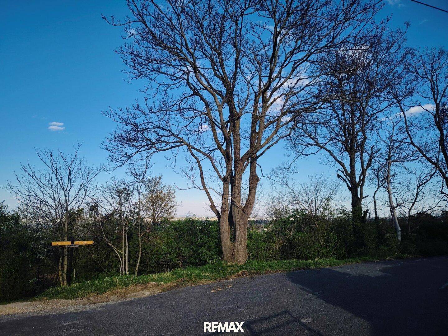 Großer, kahler Baum am Straßenrand mit Blick auf die weite Landschaft unter blauem Himmel.