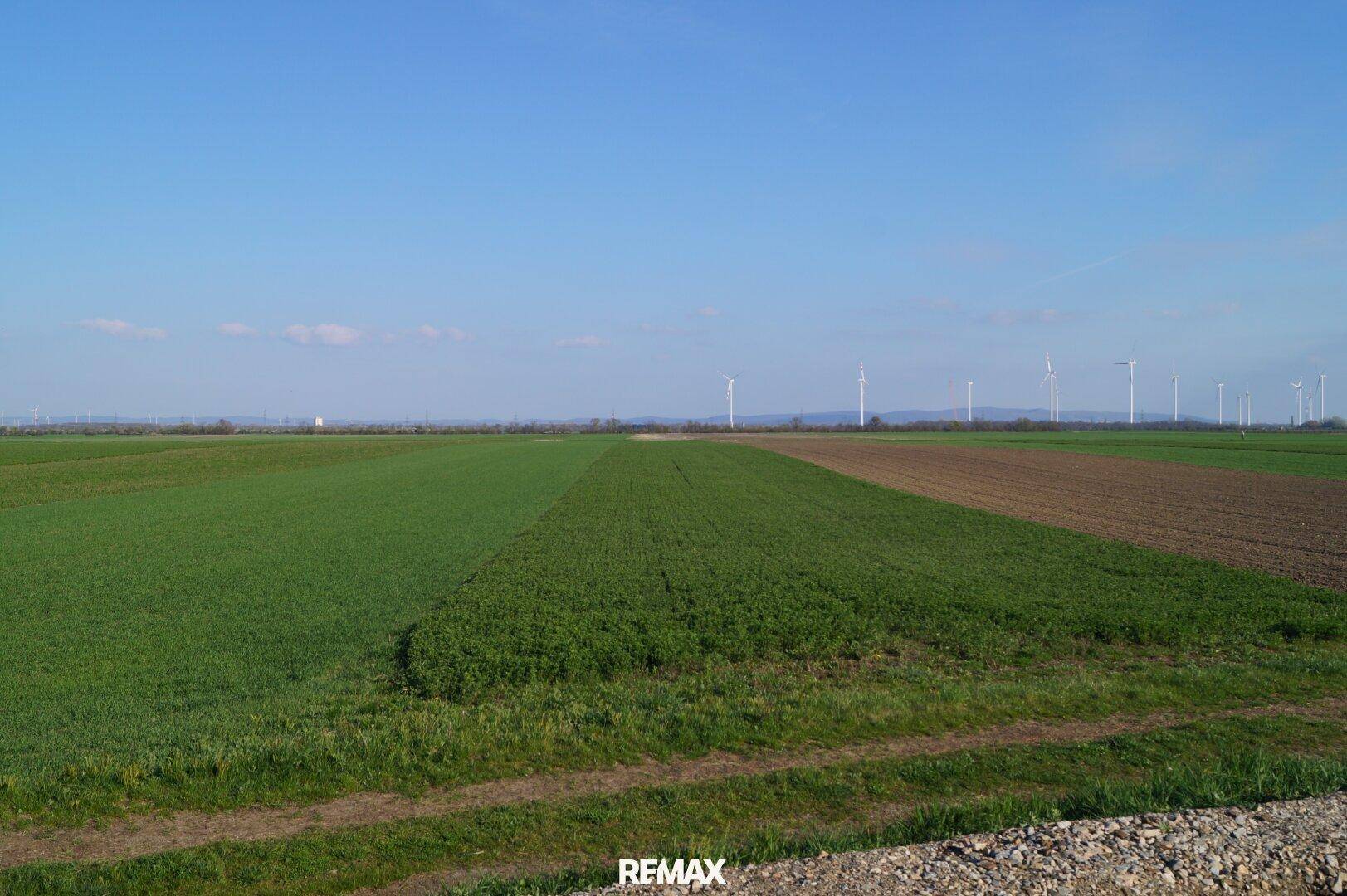 Weitläufige Felder mit Windkraftanlagen am Horizont unter klarem blauem Himmel.