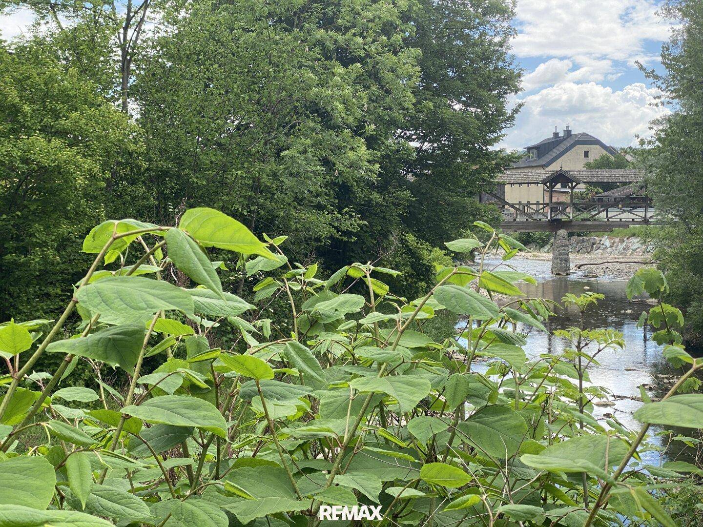 Idyllischer Flusslauf mit üppiger Vegetation im Vordergrund und einer historischen Brücke im Hintergrund.