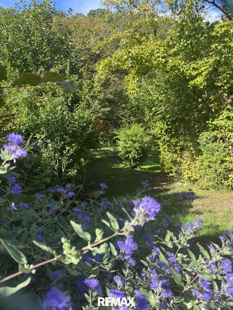 Nahaufnahme von lila Blüten im Vordergrund mit üppigem Grün und einem Gartenweg im Hintergrund.