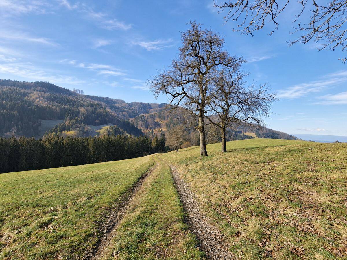 Feldweg führt durch eine sanfte grüne Hügellandschaft mit vereinzelten Bäumen unter blauem Himmel.