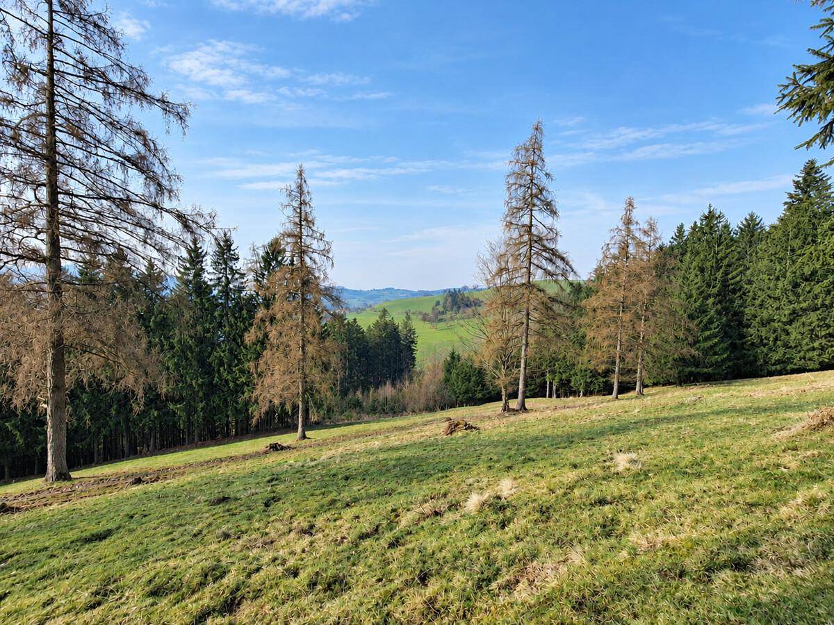 Grüne Wiesen und Nadelwälder erstrecken sich über sanfte Hügel unter einem klaren blauen Himmel.