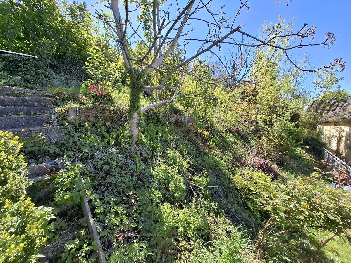 Hanglage im Garten mit üppiger Vegetation, alten Bäumen und Steinstufen.