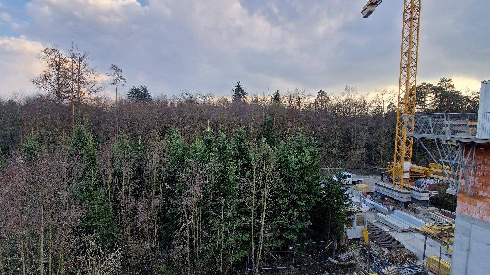 Blick von der Baustelle auf einen angrenzenden Wald mit hohen Bäumen und einem Kran.