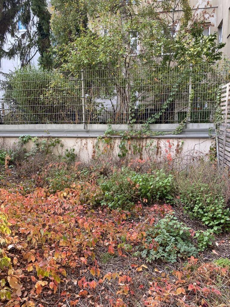Naturbelassener Gartenbereich mit vielfältiger Vegetation und herbstlicher Laubfärbung.