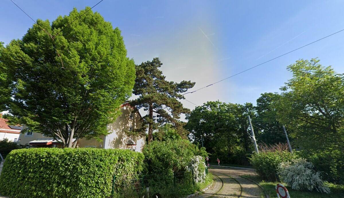 Grüne Straßenansicht mit hohen Bäumen, einer Hecke und einem teilweise sichtbaren Gebäude im Hintergrund.