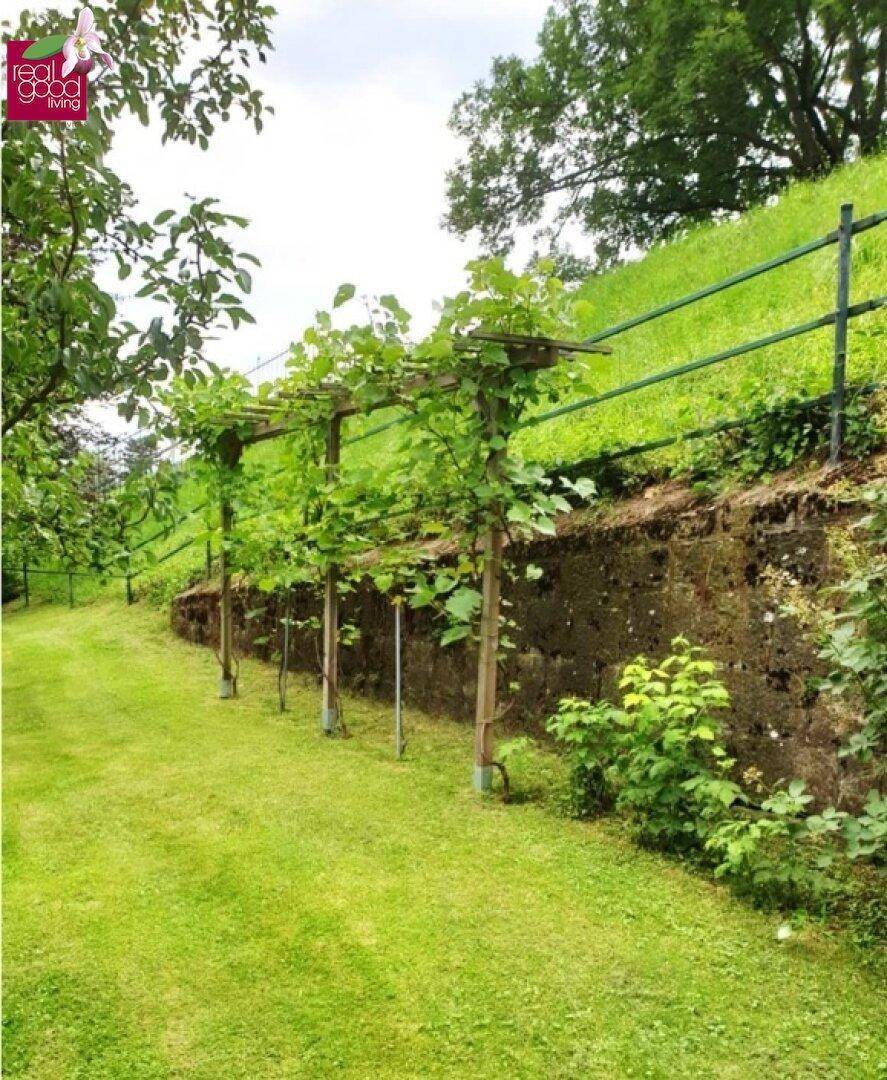 Gepflegter Gartenbereich mit Spalierobst oder Weinreben entlang einer Natursteinmauer.