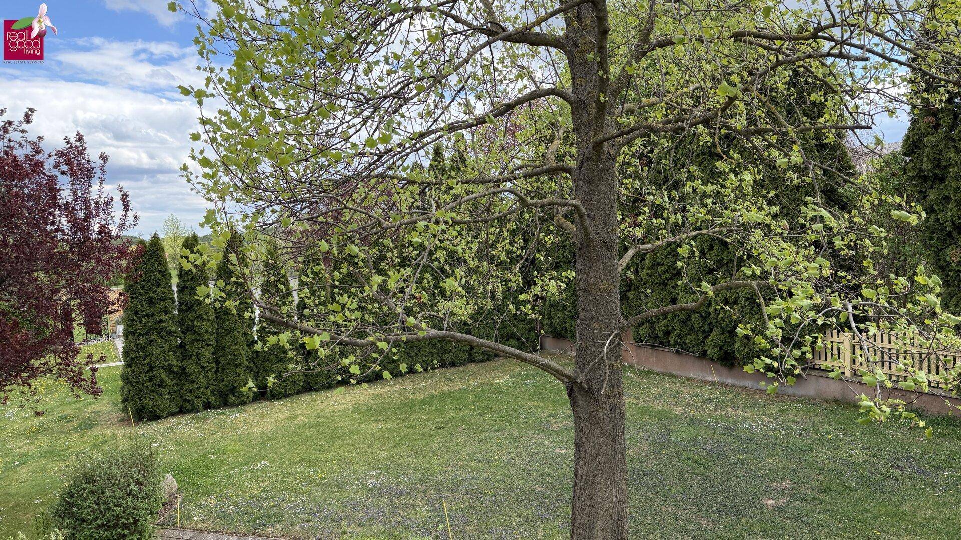 Weitläufiger Garten mit Rasenfläche und jungen Bäumen, umgeben von hohen Hecken unter bewölktem Himmel.