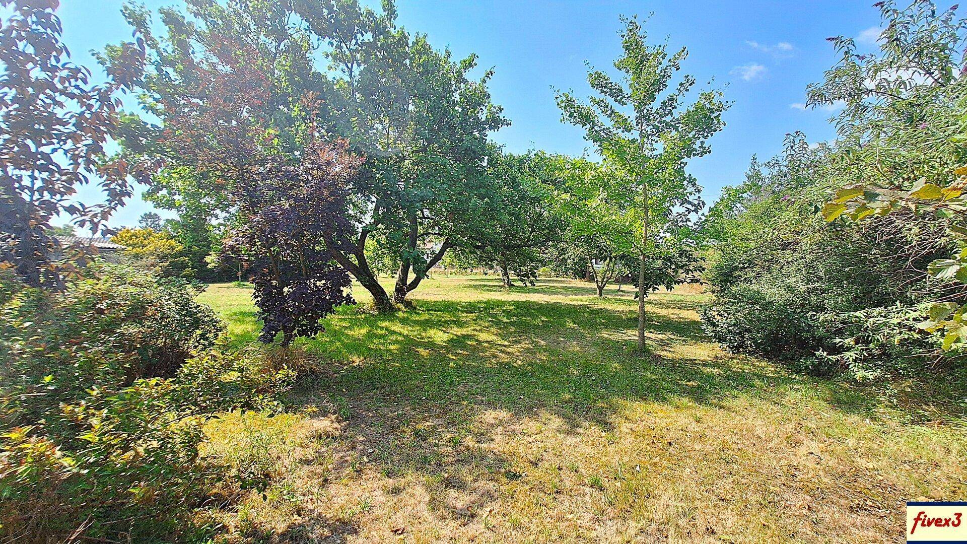 Naturbelassener Gartenbereich mit hohen Bäumen und einer sonnigen Rasenfläche.