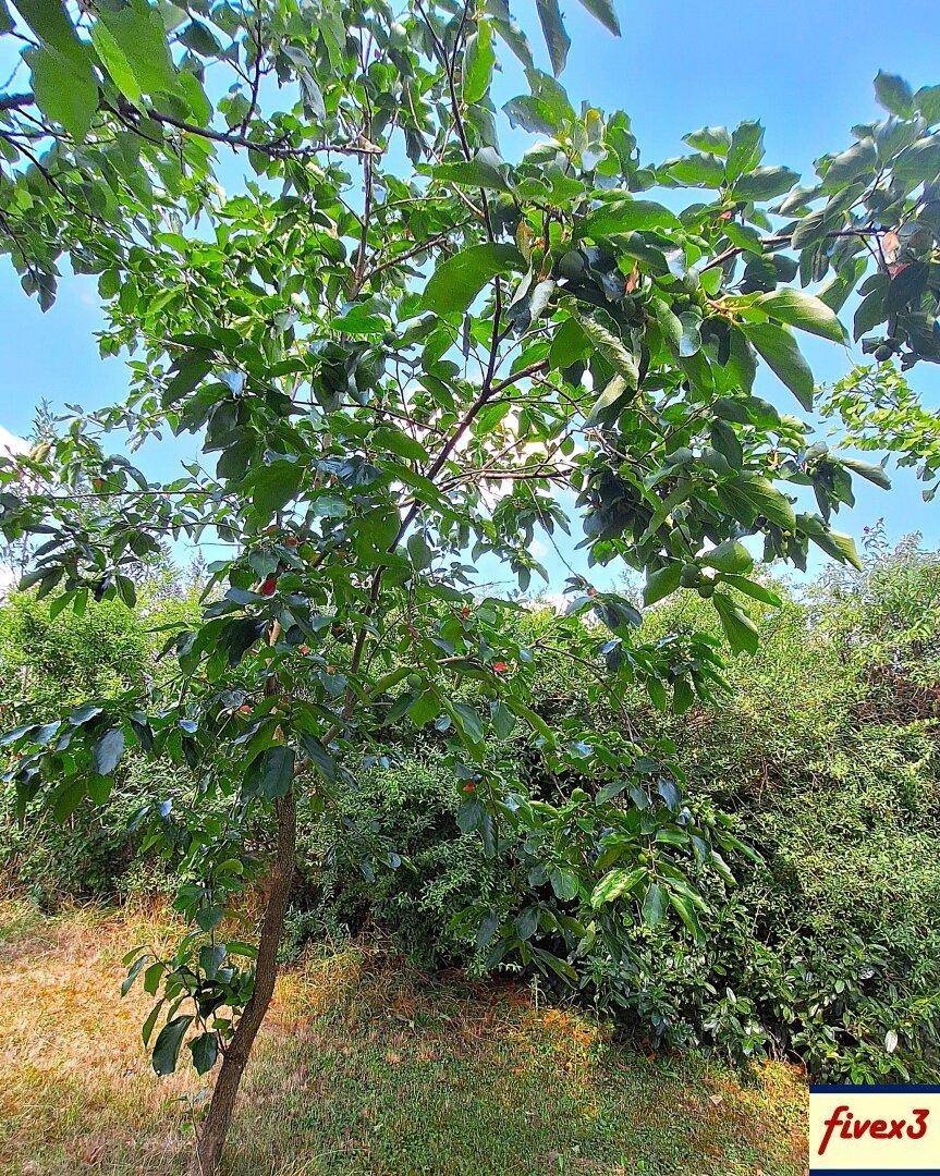 Nahaufnahme eines Baumes mit frischen grünen Blättern, der im Garten wächst.