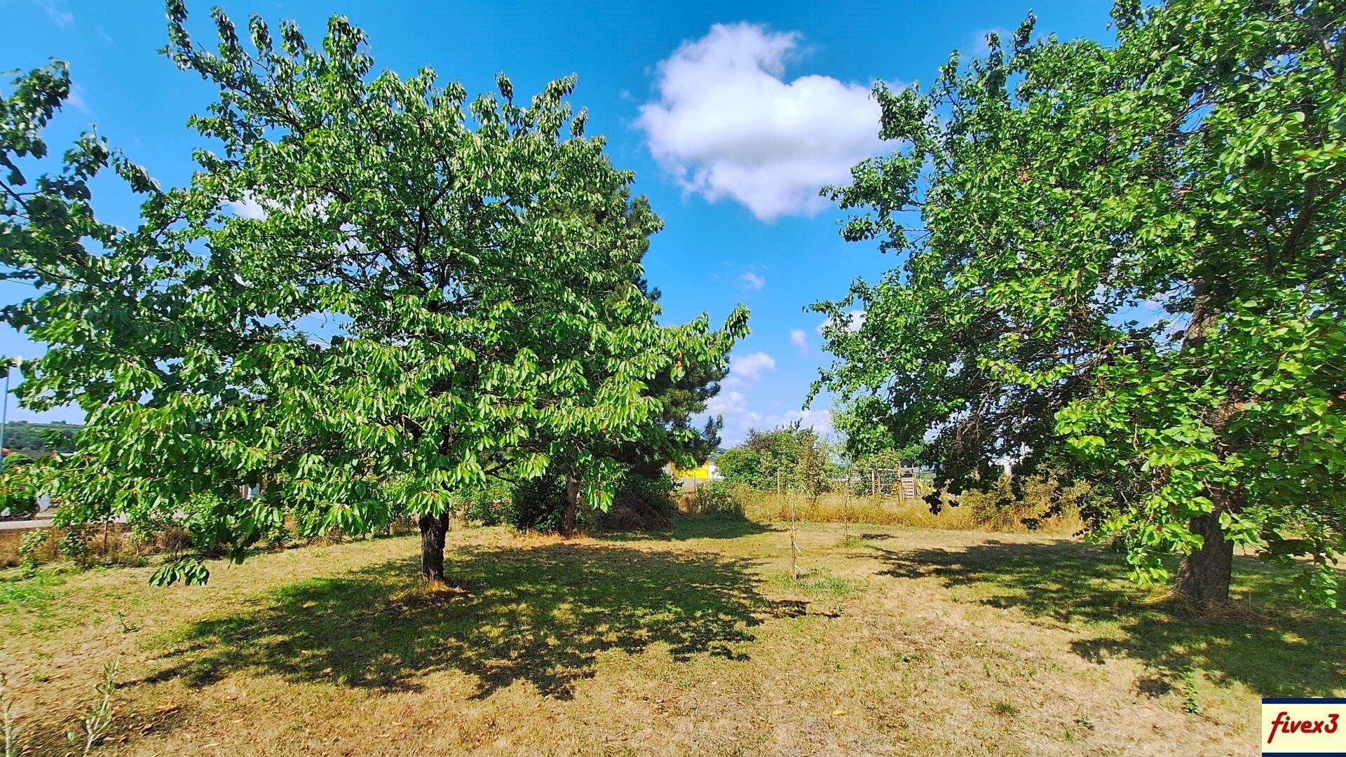 Gartenbereich mit zwei großen, schattenspendenden Bäumen und einer sonnigen Rasenfläche.