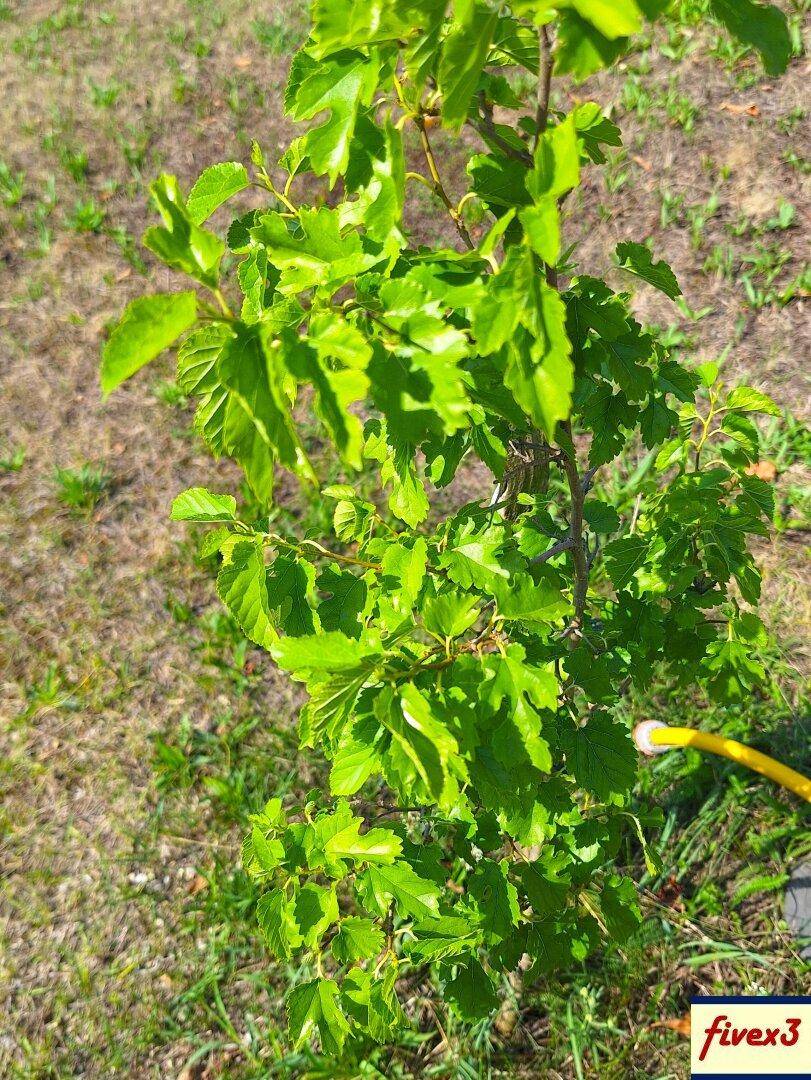 Nahaufnahme einer jungen, grünen Pflanze mit vielen Blättern im Gartenbereich.