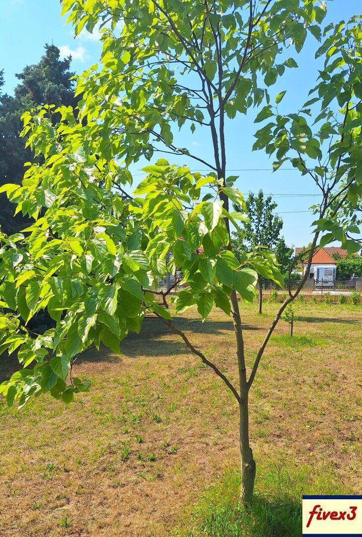 Nahaufnahme eines jungen Baumes mit hellgrünen Blättern in einem sonnigen Garten.