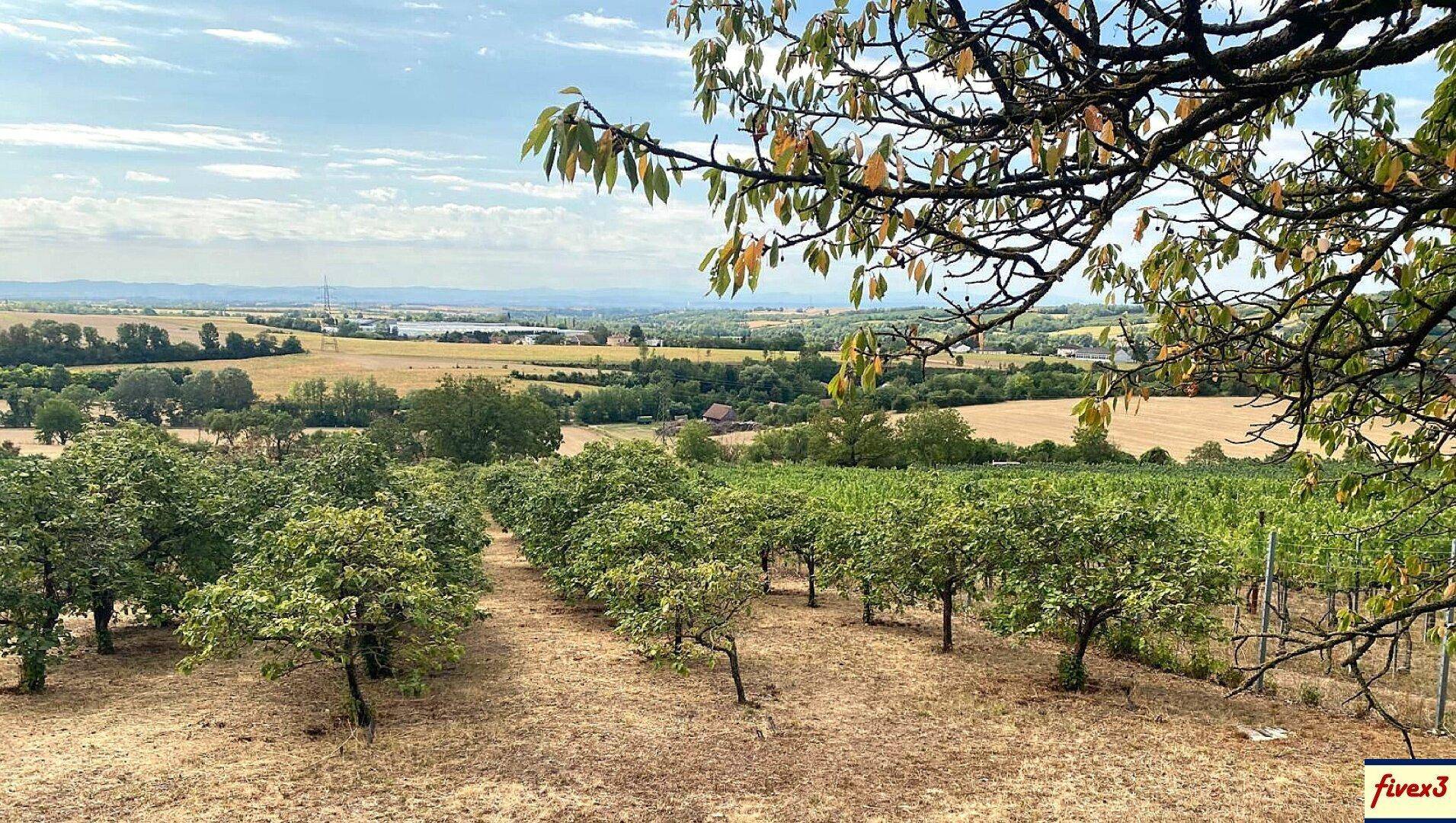 Weitläufige Landschaft mit Obstbäumen und Weinbergen, die sich bis zum Horizont erstreckt, unter blauem Himmel.