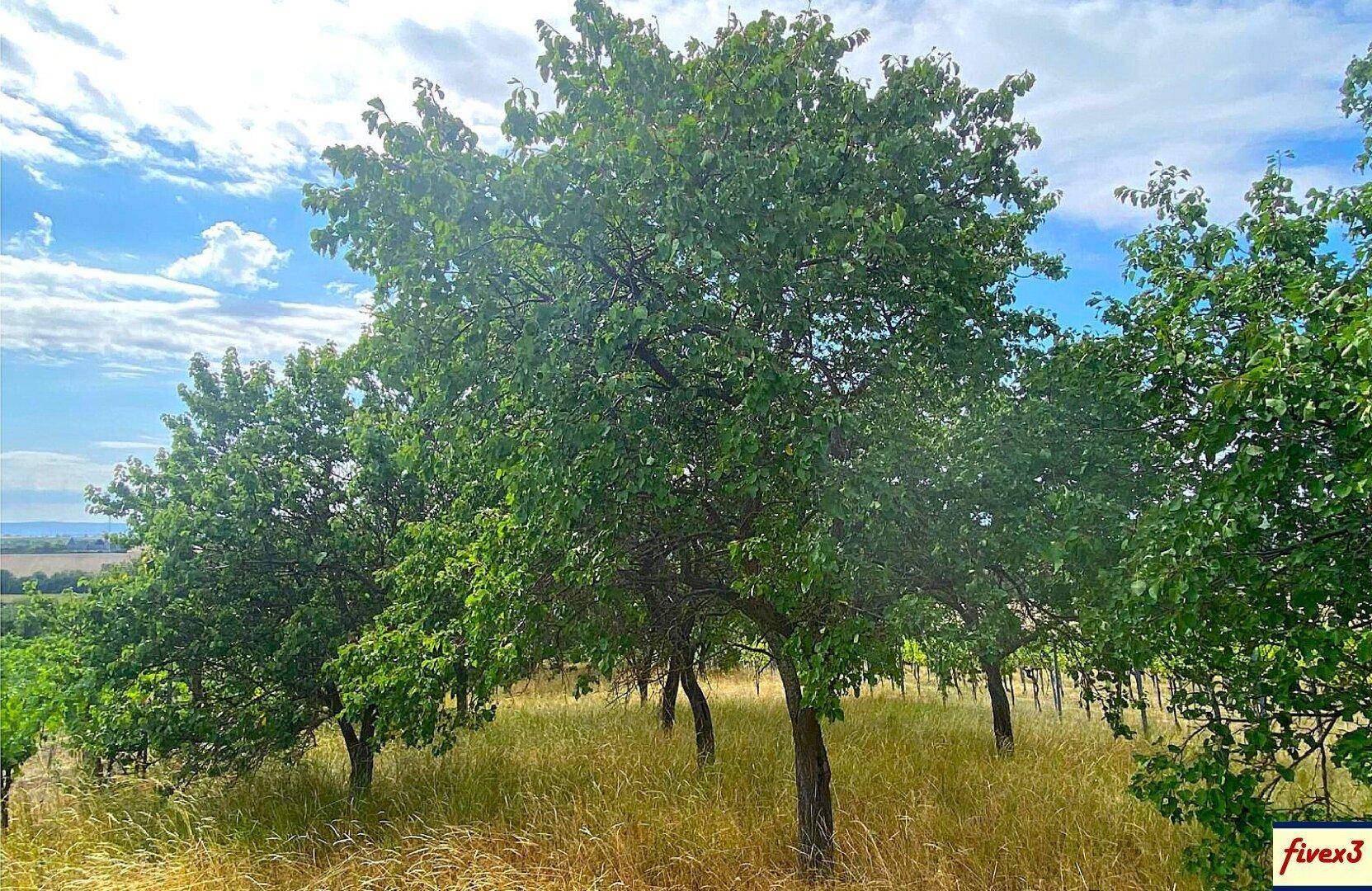 Gruppe von Obstbäumen in einer sonnigen Landschaft mit trockenem Gras und einem weiten Himmel.