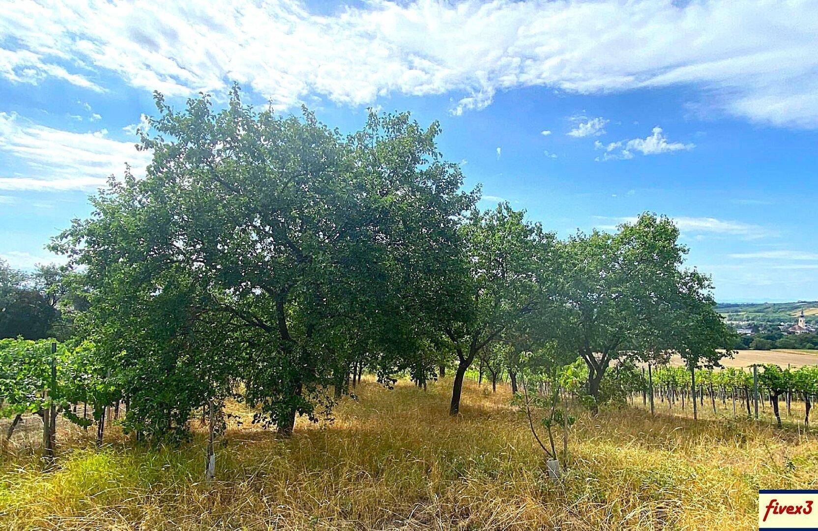 Obstbäume und Weinreben in einer ländlichen Umgebung unter einem weiten, blauen Himmel mit Wolken.