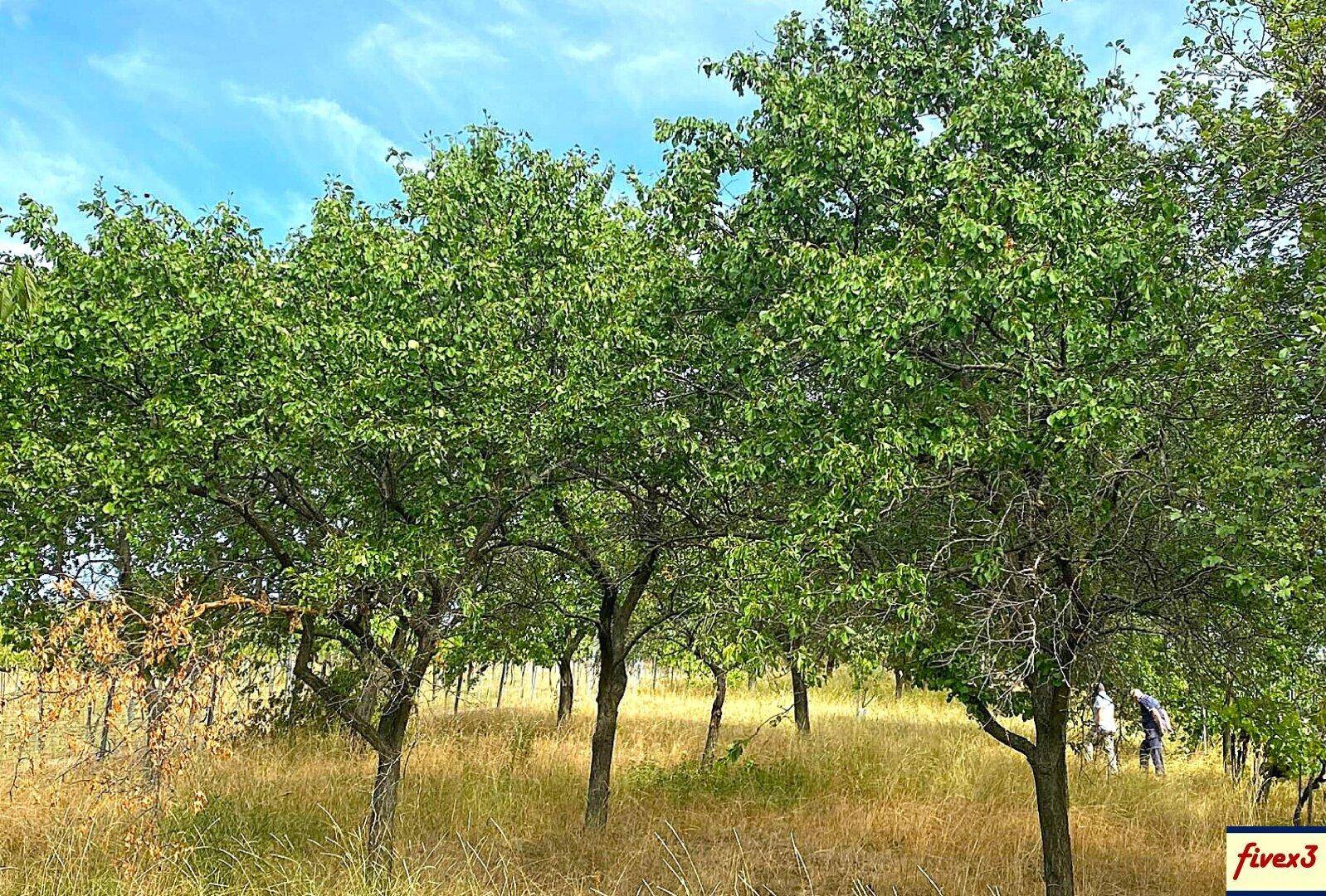 Reihe von Obstbäumen in einer sonnigen Landschaft, umgeben von Weinbergen und trockenem Gras.