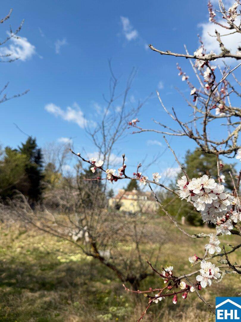 Blühende Baumzweige im Vordergrund mit einem unscharfen Haus im Hintergrund unter blauem Himmel.