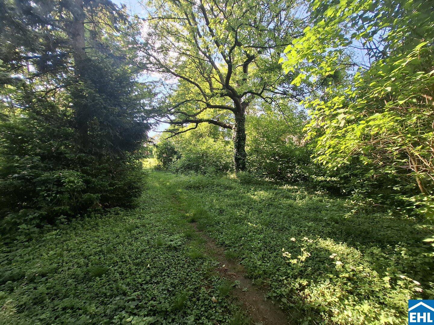 Naturbelassener Gartenbereich mit dichtem Baumbestand und üppiger Vegetation, bietet viel Privatsphäre.