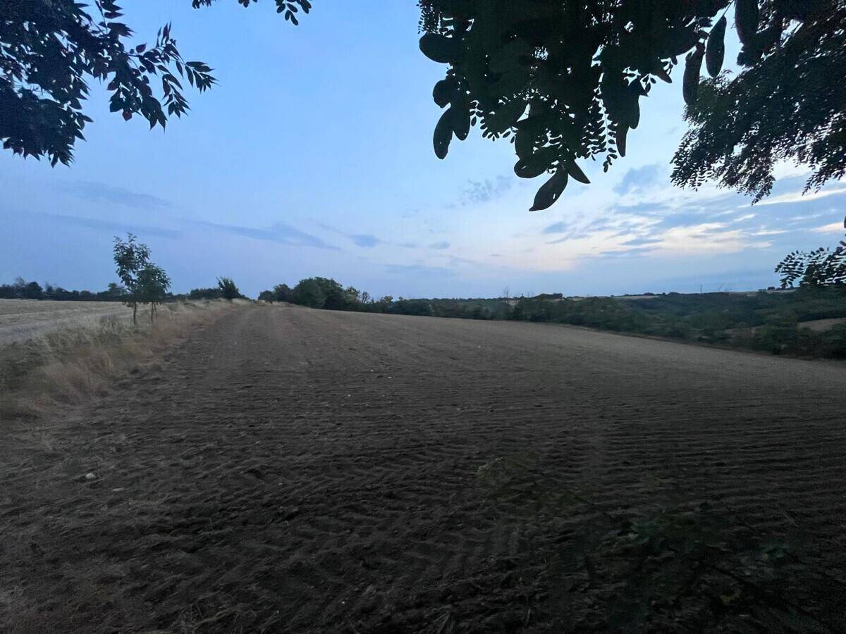 Weites, bearbeitetes Feld in der Dämmerung, umrahmt von Bäumen und einem ruhigen Himmel.