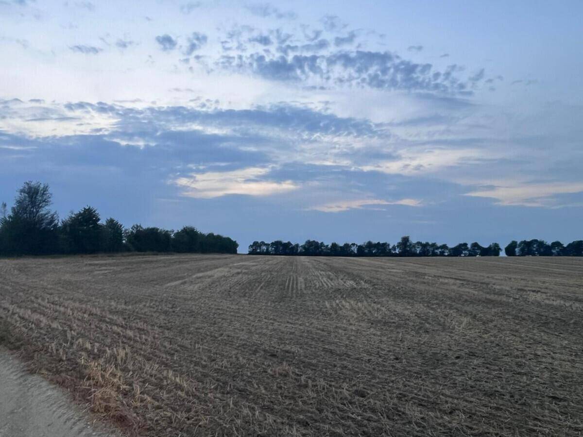 Ein weites, abgeerntetes Feld unter einem bewölkten Abendhimmel, mit einer Baumreihe in der Ferne.