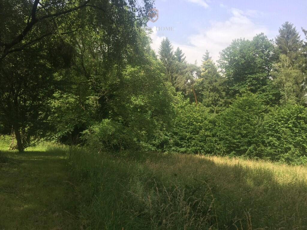 Weitläufiger Gartenbereich mit hohem Gras und dichtem Baumbestand im Hintergrund.