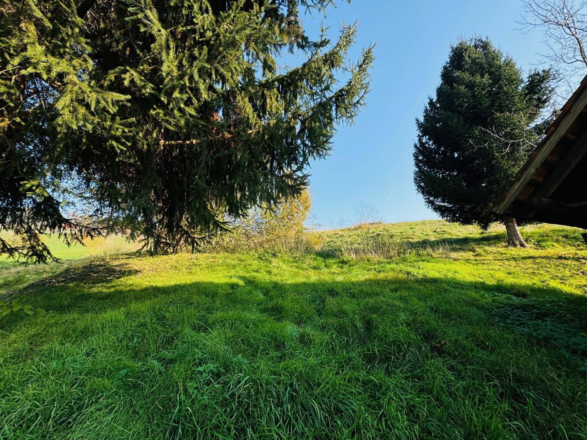 Grüne Hügellandschaft mit hohen Bäumen unter strahlend blauem Himmel.