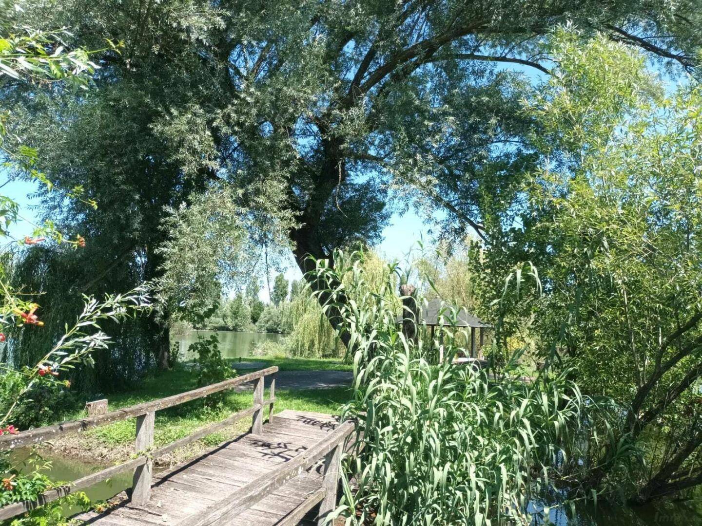 Rustikale Holzbrücke über einem kleinen Wasserlauf, umgeben von dichter grüner Vegetation und Bäumen.